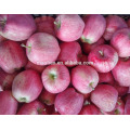 Año 2016 embolsado Red Star Apple de High Land